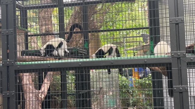 black and white ruffed lemurs varecia variegata running and jumping inside enclosure at hong kong zoological and botanical gardens, concept of wildlife conservation, zoology, tourism