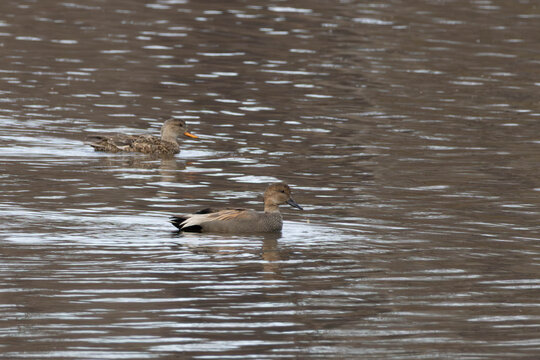 Gadwall