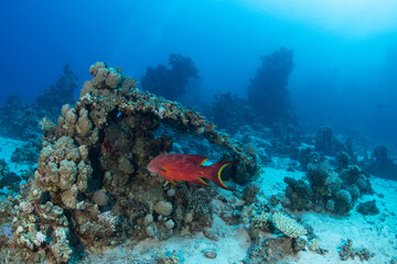scuba diving, Egypt, Red Sea © Corey