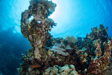 scuba diving, Egypt, Red Sea © Corey