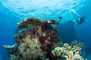 scuba diving, Egypt, Red Sea © Corey