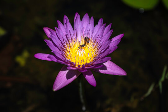 Macro shot of  vibrant purple water lily in full bloom. Two bees are collecting pollen from the bright yellow center. Captured with selective focus on dark natural background.