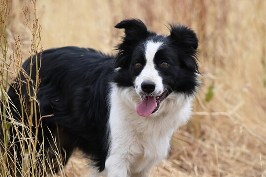 a beautiful border colle in the field