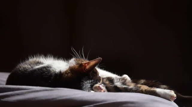 座布団の上でしっぽを振りながらうたたねするキジ猫