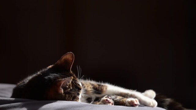 座布団の上でしっぽを振りながらうたたねするキジ猫