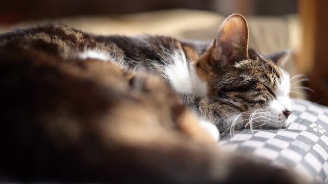 座布団の上でしっぽを振りながらうたたねするキジ猫