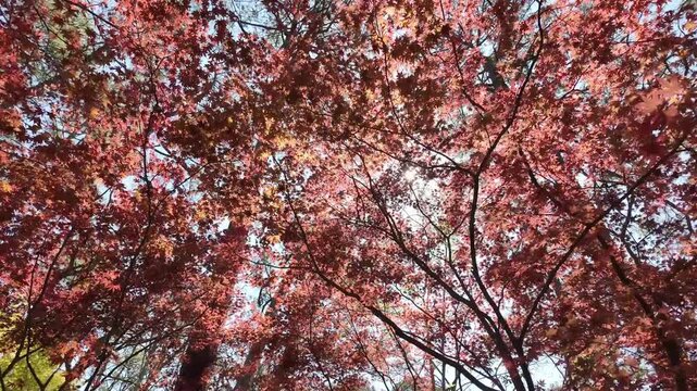 Red maple leaves against blue sky.