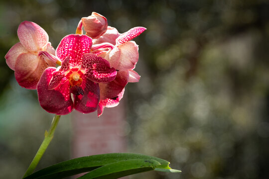 A tropical pink Vanda orchid plant with a light green stem and long, lush green leaves against a blurry background. The blooms are pink with yellow centers. The flower is in direct sunlight. 