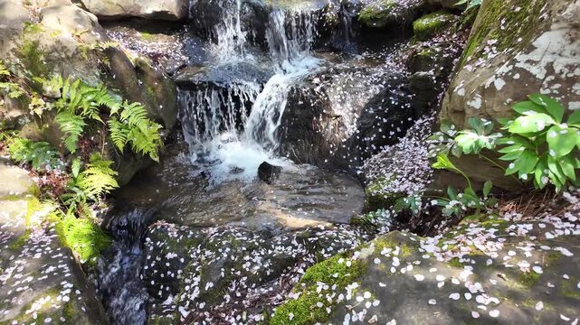 Cherry blossom petals floating in a rocky stream waterfall.