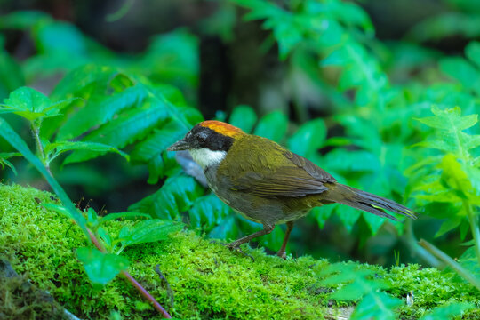 A Chestnut-capped Brushfinch (Arremon brunneinucha) perched on a vibrant, moss-covered ground in the lush cloud forest of Ecuador.