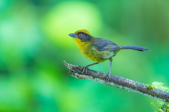 A Choco Brushfinch (Atlapetes crassirostris) perched on a heavily moss-covered branch in the lush cloud forest of Ecuador.