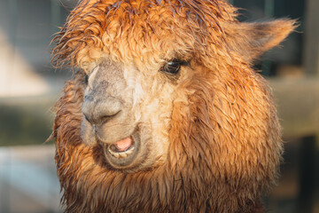 Fototapeta premium Brown Alpaca in warm evening light, Bulkington Warwickshire rural livestock portrait series 2026