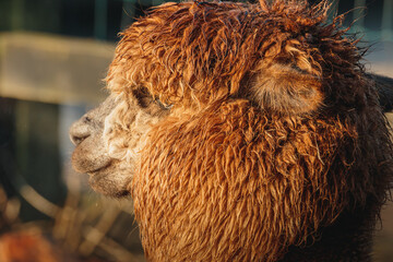 Fototapeta premium Brown Alpaca in warm evening light, Bulkington Warwickshire rural livestock portrait series 2026