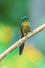 Fototapeta premium Violet-tailed Sylph hummingbird perched on a vibrant green leaf in the cloud forest of Ecuador, showcasing its long tail and sparkling plumage.