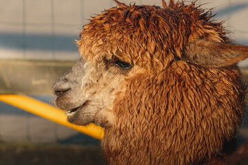 Fototapeta premium Brown Alpaca in warm evening light, Bulkington Warwickshire rural livestock portrait series 2026