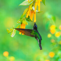Fototapeta premium Collared Inca hummingbird hovering while feeding on nectar from vibrant orange tubular flowers in the cloud forest of Ecuador.