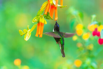Fototapeta premium Collared Inca hummingbird hovering while feeding on nectar from vibrant orange tubular flowers in the cloud forest of Ecuador.