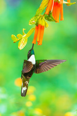 Fototapeta premium Collared Inca hummingbird hovering while feeding on nectar from vibrant orange tubular flowers in the cloud forest of Ecuador.