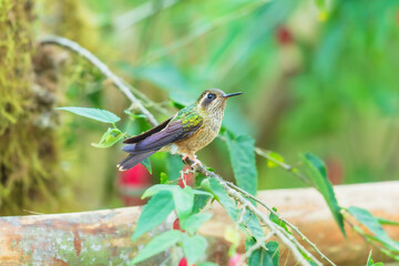 Fototapeta premium Speckled Hummingbird perched on a mossy branch in the lush cloud forest of Ecuador, highlighting its distinctive speckled plumage and straight bill.