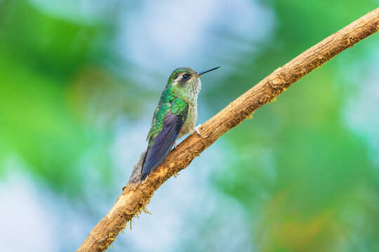 Speckled Hummingbird perched on a mossy branch in the lush cloud forest of Ecuador, highlighting its distinctive speckled plumage and straight bill.