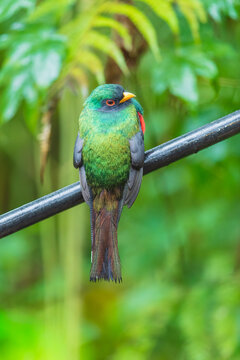 Masked Trogon perched on a branch in the cloud forest of Ecuador, showcasing its vibrant green plumage, red underparts, and dark facial mask.