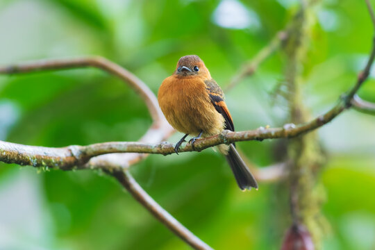 Cinnamon Flycatcher perched on a delicate branch in the cloud forest of Ecuador, highlighting its warm cinnamon-brown plumage and upright posture.