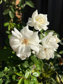 white rose bush