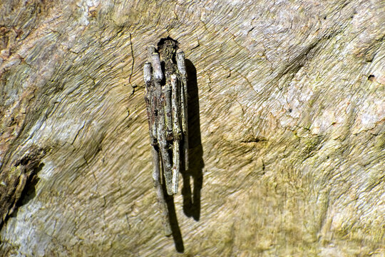 Bagworm Moth Caterpillar on Tree Bark
