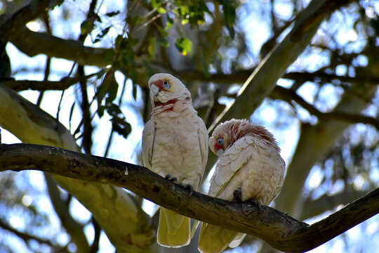 Long‑billed Corellas on Branch