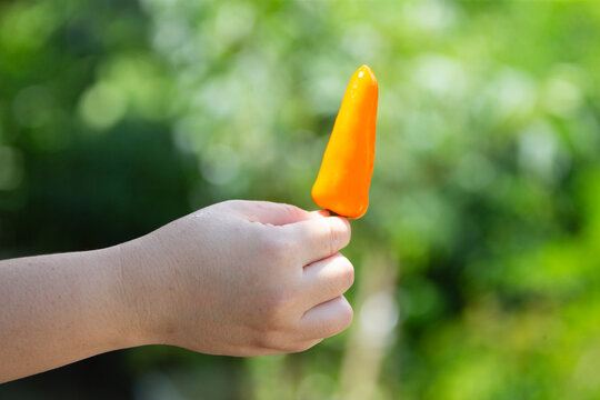 Close up of hand holding a single fresh orange mini sweet bell pepper.A high-quality close-up photograph showing a person's hand holding a single fresh, organic yellow mini sweet bell pepper