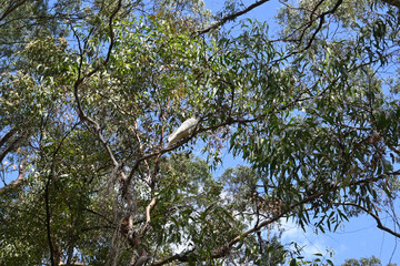 Sulphur-Crested Cockatoo Perched in Eucalyptus Canopy Under Blue Sky in Australia © Yukari S