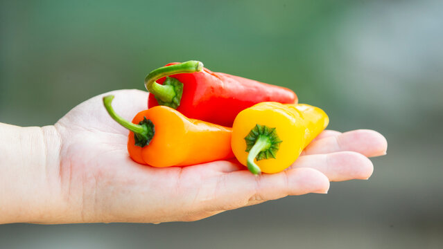Close up of human hands holding a handful of colorful mini sweet bell peppers.A high-quality close-up photograph showing a handful of fresh