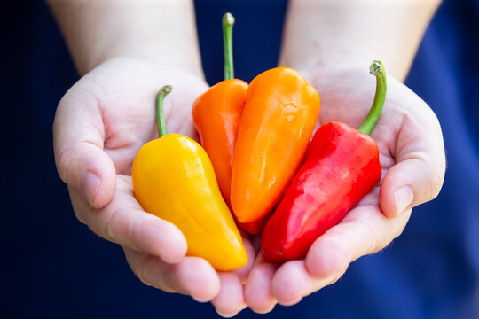 Close up of human hands holding a handful of colorful mini sweet bell peppers.A high-quality close-up photograph showing a handful of fresh