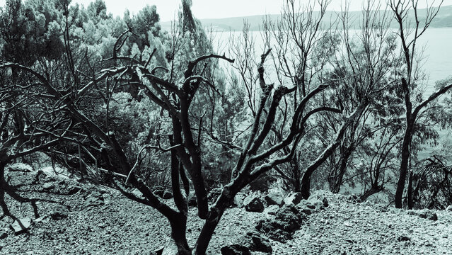 Forest fire in Omish, Croatia. Burnt trees, houses and auto as a result of cataclysm.	