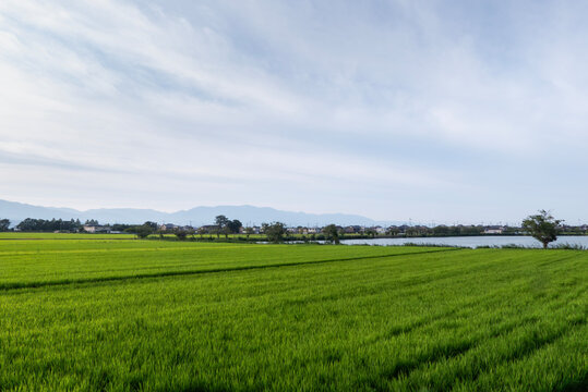 夏の広々とした田畑　薄曇りの空　滋賀県草津市　