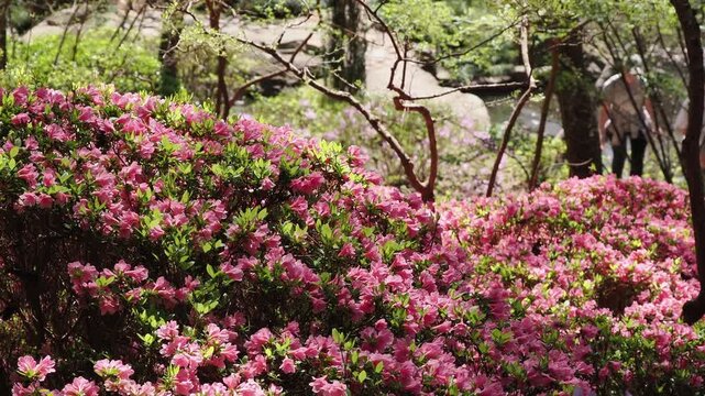 Pink azalea bushes in a forest park.