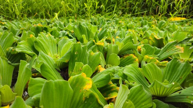 Lush Green Tropical Foliage with Small Yellow Flowers. green water cabbage floating on a natural pond background