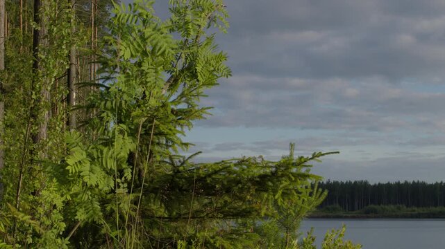 Lakeside forest with rowan branch and spruce