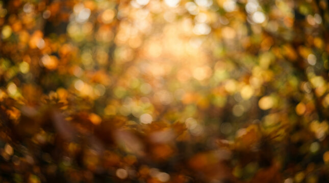 Abstract nature photograph inspired by an autumn forest illuminated by low golden sunlight, intentionally captured completely out of focus.