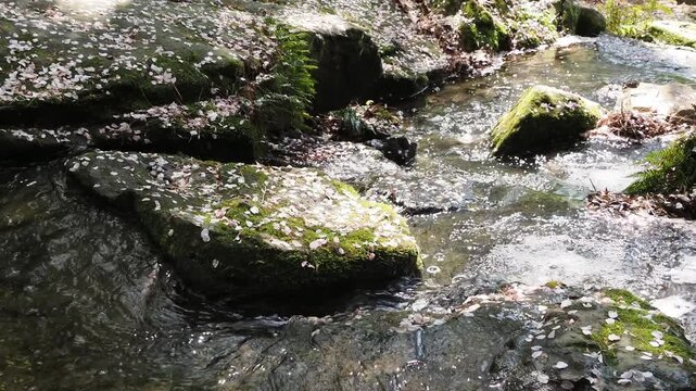 Cherry blossom petals float in a mossy forest stream.