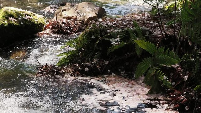 Cherry blossom petals floating in a forest stream.
