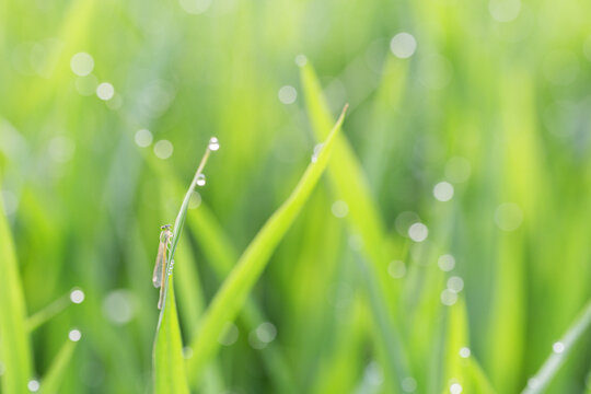 A tiny damselfly perches on a dewy grass blade surrounded by glistening water droplets, set against a soft blurred green foliage background.