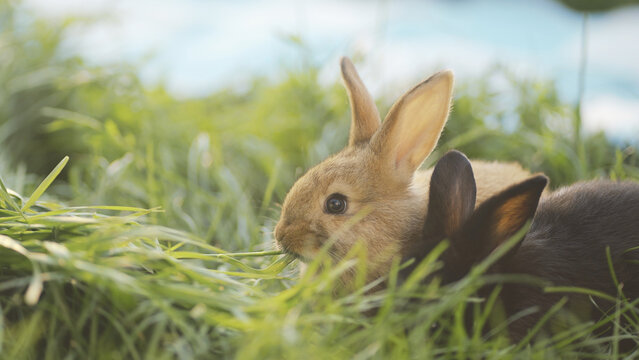 Two rabbits graze in the lush green grass. The rabbits, one brown and one black, nibble on the grass, enjoying their peaceful surroundings.
