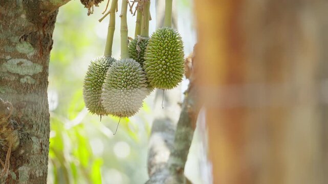 Young Small Durian Fruit Growing on Tree