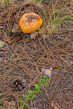 Closeup of an orange Horse Mushroom, Agaricus arvenis on the forest floor just breaking through the dirt. A flower is in the foreground. Schultz Creek Trail, Flagstaff, Arizona.