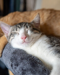 cat on the bed © Elizabeth