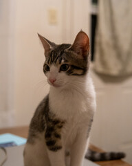 portrait of a cat © Elizabeth