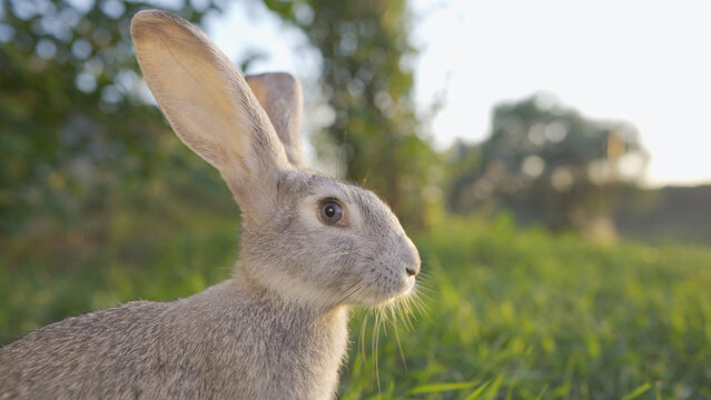 A rabbit stands in a lush green field, with the sun casting a warm glow. This rabbit, with its long ears and soft fur, observes its surroundings carefully.