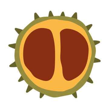 Vector illustration of an open spiky chestnut shell containing two brown seeds. Flat autumn harvest graphic element isolated on white for seasonal design templates
