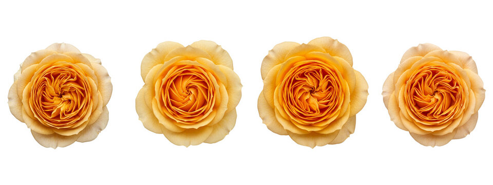 Four vibrant yellow garden rose flowers isolated on transparent background